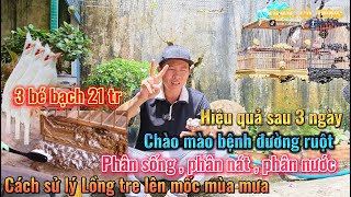 Chào mào đi phân sống phân nát phân nước hiệu quả sau 3 ngày và cách sử lý lồng tre mốc mùa mưa [upl. by Apul]