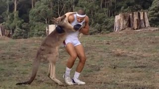 Kangaroo Fight Man [upl. by Elrak]