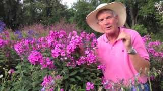 Dr A on Phlox paniculata [upl. by Rudd53]