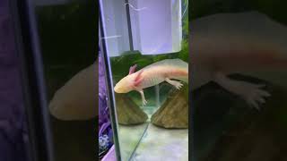 Axolotl Maidenhead Aquatics Chester Axolotl amphibian maidenhead [upl. by Animaj747]