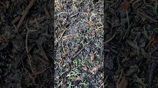 Zenith Zoysia Seed Germinating 11 day update [upl. by Brighton]