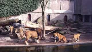 █▬█ █ ▀█▀  Lions attacks heron in zoo [upl. by Assirak821]