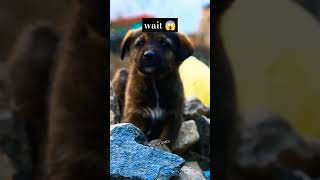 Bhotia Dog 😁  pahadi dog dog puppy dangerous [upl. by Nosiaj]