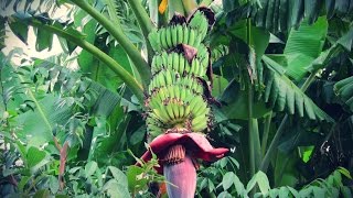 Cómo Sembrar Banano con buenas Prácticas Agrícolas  TvAgro por Juan Gonzalo Angel [upl. by Asaert380]