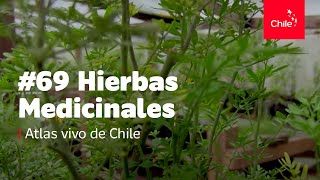 69 Hierbas medicinales  Atlas Vivo de Chile [upl. by Wiersma690]