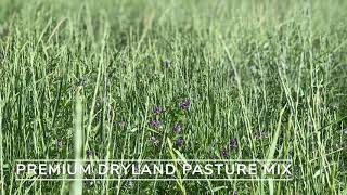 Premium Dryland Pasture Mix [upl. by Sungam]