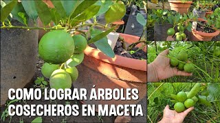 Técnica para lograr frutales cosecheros en MACETA [upl. by Nosrak]