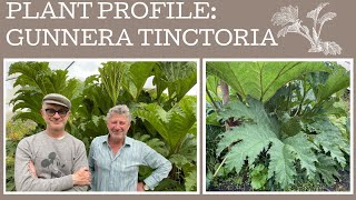 How to grow Gunnera Tinctoria a plant profile of this giant of the garden [upl. by Noirod]