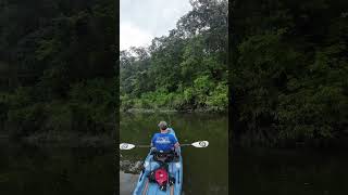 Rock Bass on Crooked Creek  Kayak Fishing  Bonafide RVR 119  Nature [upl. by Nieberg]