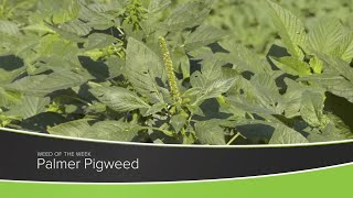 Weed of the Week 1180 Palmer Pigweed Air Date 111520 [upl. by Berget]