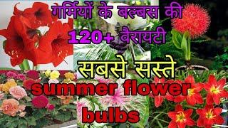 summer flower bulbs सबसे सस्ते गर्मियों के बल्बस कहाँ से ख़रीदे [upl. by Harv]