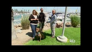 Cesar 911 Season 4 Episode 2  The biggest loser [upl. by Broeker]