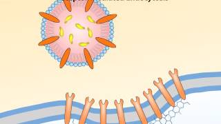 pol2e at 0504 Endocytosis and Exocytosis [upl. by Alben]