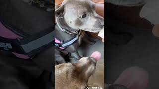 2 STAFFIES sharing puppy chino in coffee shop pets [upl. by Enogitna]