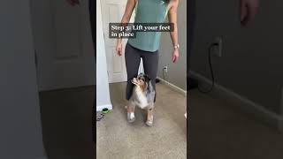 The footsies Dog training Tricks shorts [upl. by Jeremias725]