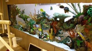 Custom Aquariums and Saltwater Fish Los Angeles [upl. by Soulier842]