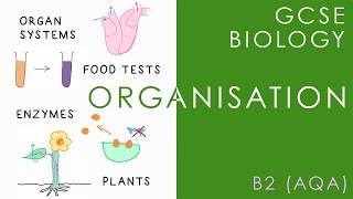 ORGANISATION  GCSE Biology AQA Topic B2 [upl. by Roswald]