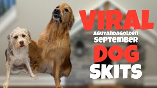 EPIC AGuyandAGolden September Dog Skits [upl. by Rekcut898]