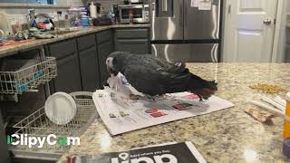 Merlin the African Grey Timneh is feeling quite spirited [upl. by Melliw]