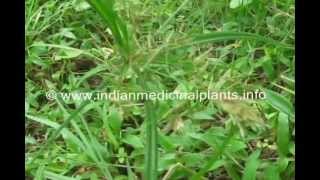 Cyperus rotundus Medicinal Plant [upl. by Eldwen]