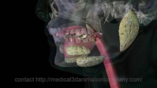 chewing Mastication digestion 3d animation company medical [upl. by Nivrag]