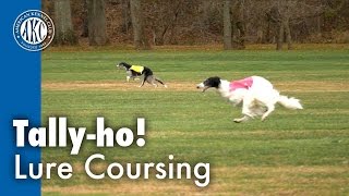 Tallyho Lure Coursing [upl. by Hallimaj956]