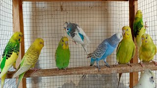 Singing of Parakeet Budgie Birds 10 Hr  Listen to Nature Bird Songs Meditation to Reduce Stress [upl. by Fortier903]