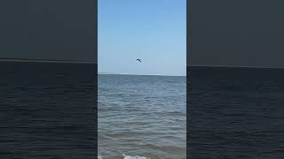 Pelicans at Seabrook Island SC shorts algorithm beach seabrook pelicans [upl. by Elwood]