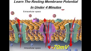 Learn The Resting Membrane Potential in Under Four Minutes [upl. by Llertal]