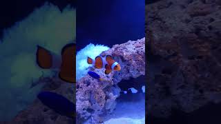 Percula Clownfish [upl. by Aivon]