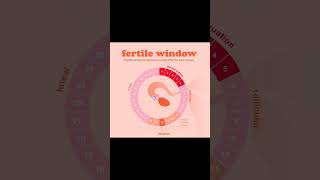 What is Fertile Window Or Time fertilewindow pregnancy pregnancyjourney selfcare [upl. by Hazaki758]