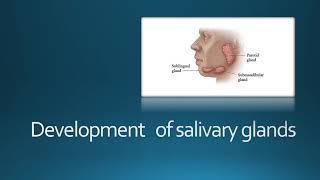 Development of salivary glands [upl. by Eirised437]