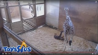 April the Giraffe gives birth [upl. by Bilski]