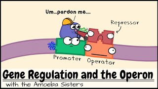 Gene Regulation and the Operon [upl. by Roxine850]