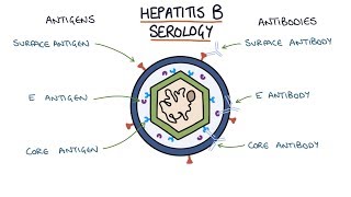 Understanding Hepatitis B Serology Results [upl. by Constancy]