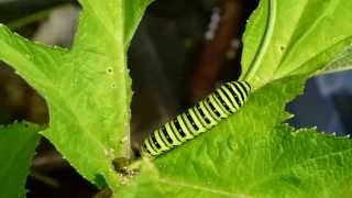 Timelapse of Common Yellow Swallowtail Caterpillars Eating キアゲハ終齢幼虫の食欲：微速度撮影 [upl. by Blaise]