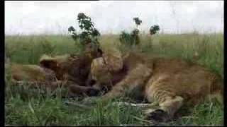 Lion cubs vs moongoose  BBC wildlife [upl. by Leunad]