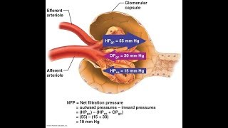 Glomerular Filtration System Urinary [upl. by Yereffej]