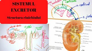 ADMITERE MEDICINA SISTEMUL EXCRETOR 1 Structura rinichiului [upl. by Nirik]