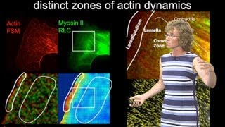 Microscopy Quantitative Analysis of Speckle Microscopy Clare Waterman [upl. by Morris445]