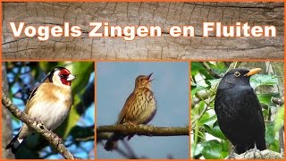 Vogels Zingen en Fluiten [upl. by Ellan]