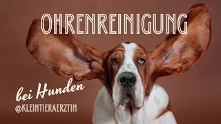 Wie reinige ich die Ohren bei meinem Hund Tipps von Tierärztin Sina [upl. by Nahgem]