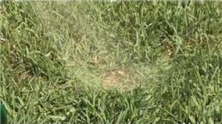 Grass amp Lawn Care  Home Remedy for Dog Urine on Lawns [upl. by Ardnovahs257]