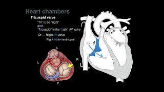 Circulatory System And The Heart  Explained In Simple Words [upl. by Pavia]