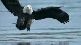 Bald Headed Eagle catches salmon [upl. by Meit]