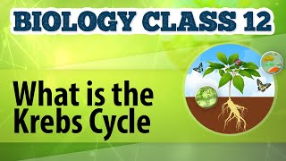 What Is the Krebs Cycle  Cellular Respiration in Plants  Biology Class 12 [upl. by Latoye]