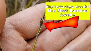 Phyllostachys bissetii  The First Bamboo Awake [upl. by Chemosh]