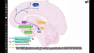 Antipsychotic drugs  Dopaminergic pathways  Role of Dopamine in CNS  Pharmacology  Bangla [upl. by Nuawtna]