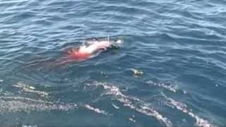 Giant Mako Shark attacks swordfish boobytrapfishingteamcom [upl. by Rehptosirhc]