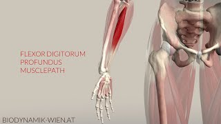 Flexor Digitorum Superficialis Musclepath Origin Insertion 3D Anatomy [upl. by Elisha]